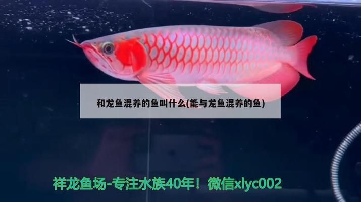 龍魚混養(yǎng)什么魚好看（與紅龍魚混養(yǎng)的好選擇與龍魚混養(yǎng)的好選擇，與紅龍魚混養(yǎng)的好選擇）