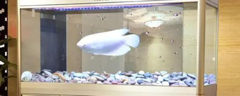 魚缸一般可以用多久（如何正確正確清潔魚缸延長壽命魚缸爆缸原因及預防措施）