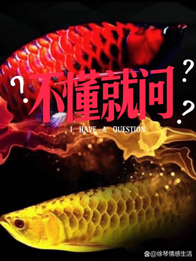 龍魚魚缸水位多少合適養魚