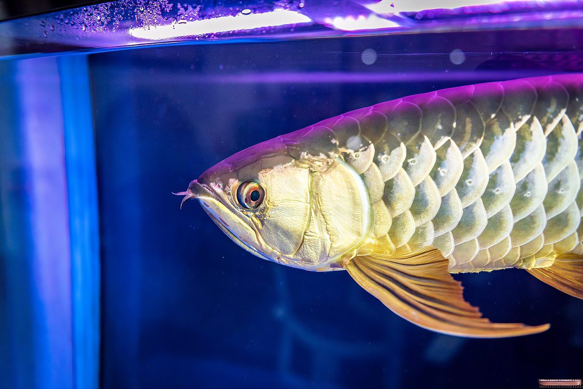 過背金龍魚珠鱗亮化后如何維持？ 過背金龍魚珠鱗亮化后如何維持？ 龍魚百科 第1張