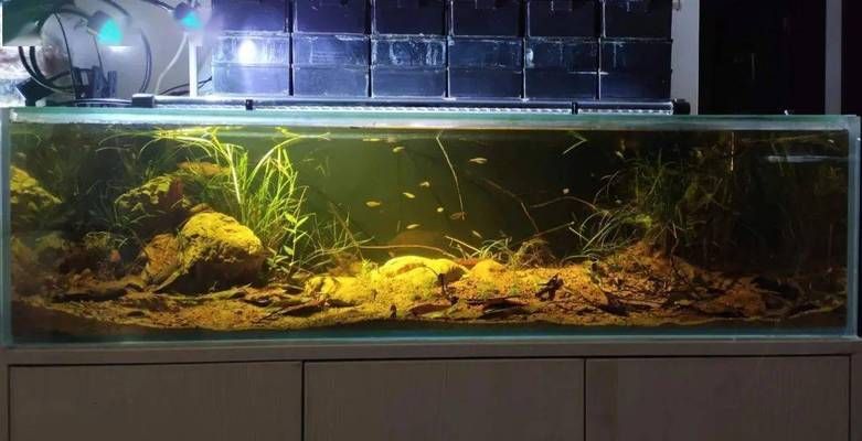 塑料魚缸能用多久（塑料魚缸與玻璃魚缸對比塑料魚缸日常保養技巧）