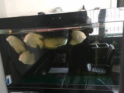 呼市二手魚缸交易市場的具體位置如何鑒別二手魚缸的質量：呼和浩特二手魚缸交易市場