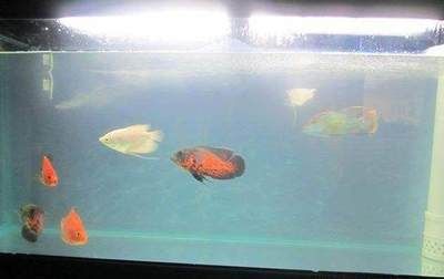 魚缸里水渾怎么回事（魚缸里水渾怎么辦）