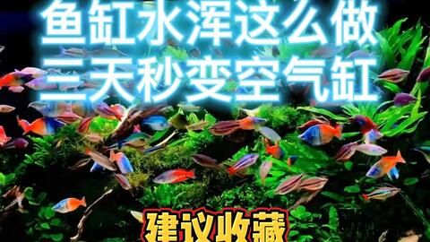 魚缸里水渾怎么回事（魚缸里水渾怎么辦）