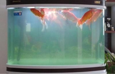 魚缸里水渾怎么回事（魚缸里水渾怎么辦）