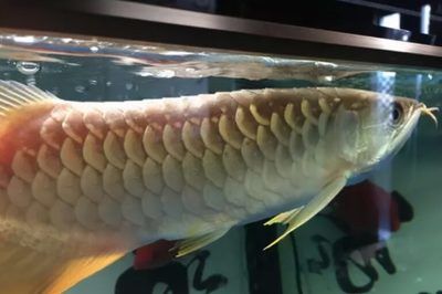 龍魚得水霉菌怎么處理：龍魚得水霉菌怎么辦