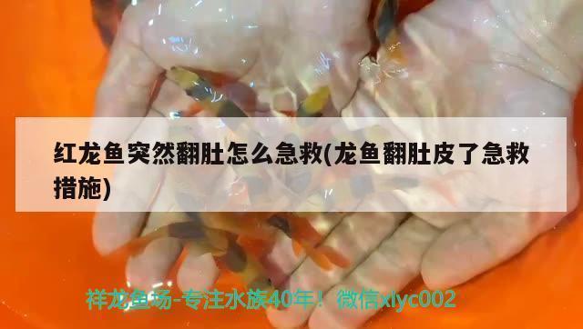 珠海市夏灣年華生水族館（珠海市夏灣年華生水族館電話號碼）