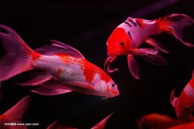 紅龍魚用什么背景（關于紅龍魚背景選擇的詳細信息：紅龍魚背景選擇詳細信息）