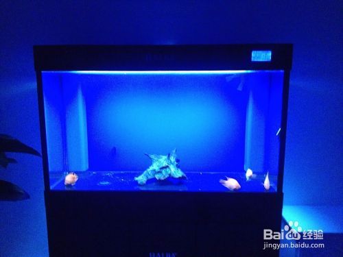 海霸魚缸屬于什么檔次：海霸魚缸與森森對比分析