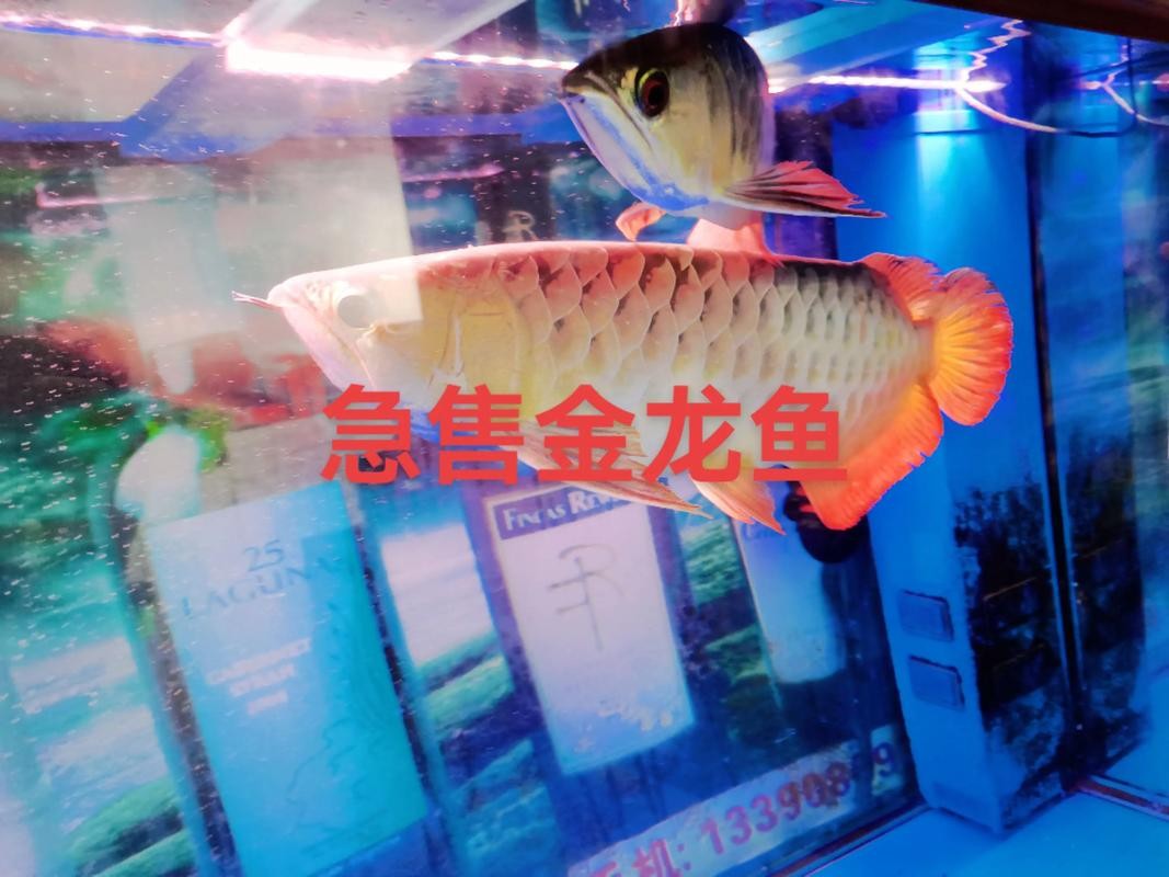 金龍魚食品廠天津