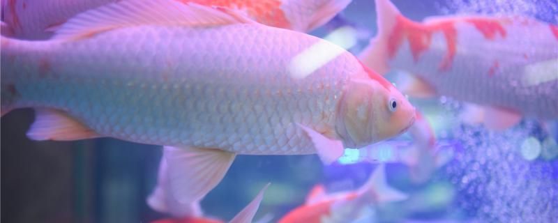 錦鯉跳出魚缸是什么原因：關于錦鯉跳出魚缸的詳細解釋