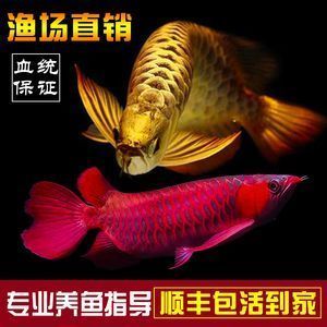 金龍魚幼崽價(jià)錢（金龍魚幼崽價(jià)格波動(dòng)原因如何辨別金龍魚幼崽品種真?zhèn)危? title=