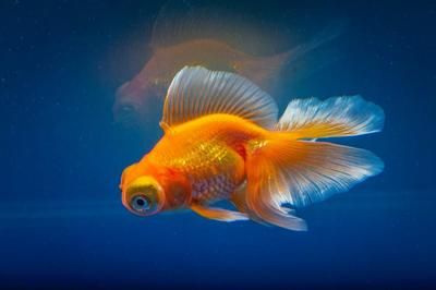 祥龍魚場觀賞魚出口流程：祥龍魚場觀賞魚出口業務