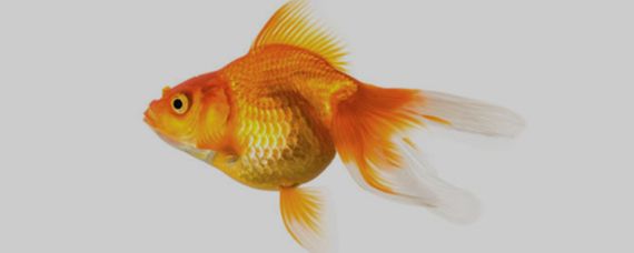 祥龍魚場觀賞魚出口流程：祥龍魚場觀賞魚出口業務