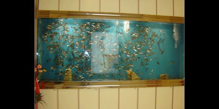 魚缸彩色：如何搭配魚缸彩色裝飾提升觀賞性,魚缸彩色裝飾材料的維護方法