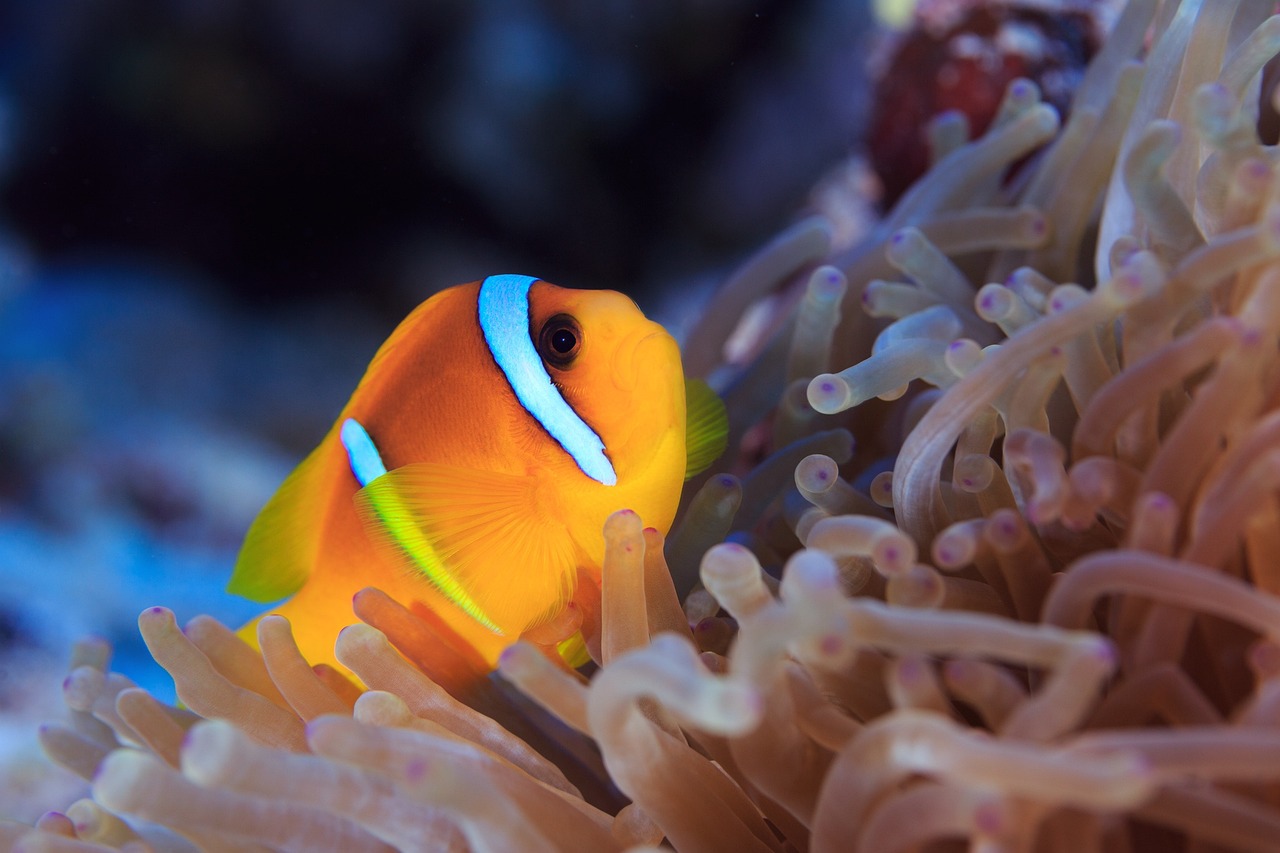 東勝區佳樂水族館 （東勝區佳樂水族館在哪）