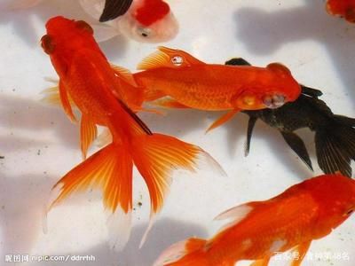 雷龍魚(yú)會(huì)吃金魚(yú)嗎為什么呢（雷龍魚(yú)會(huì)吃金魚(yú)嗎）