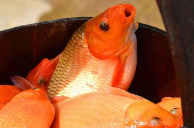 雷龍魚(yú)會(huì)吃金魚(yú)嗎為什么呢（雷龍魚(yú)會(huì)吃金魚(yú)嗎）