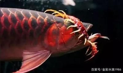 蜈蚣喂龍魚怎么處理干凈：蜈蚣喂龍魚怎么處理