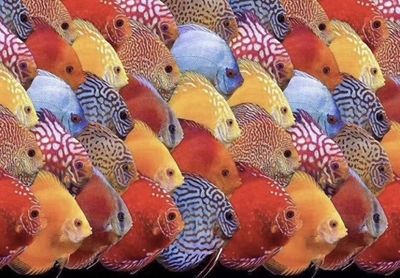 龍魚缸的最佳尺寸水位圖（龍魚缸的最佳尺寸和水位圖）