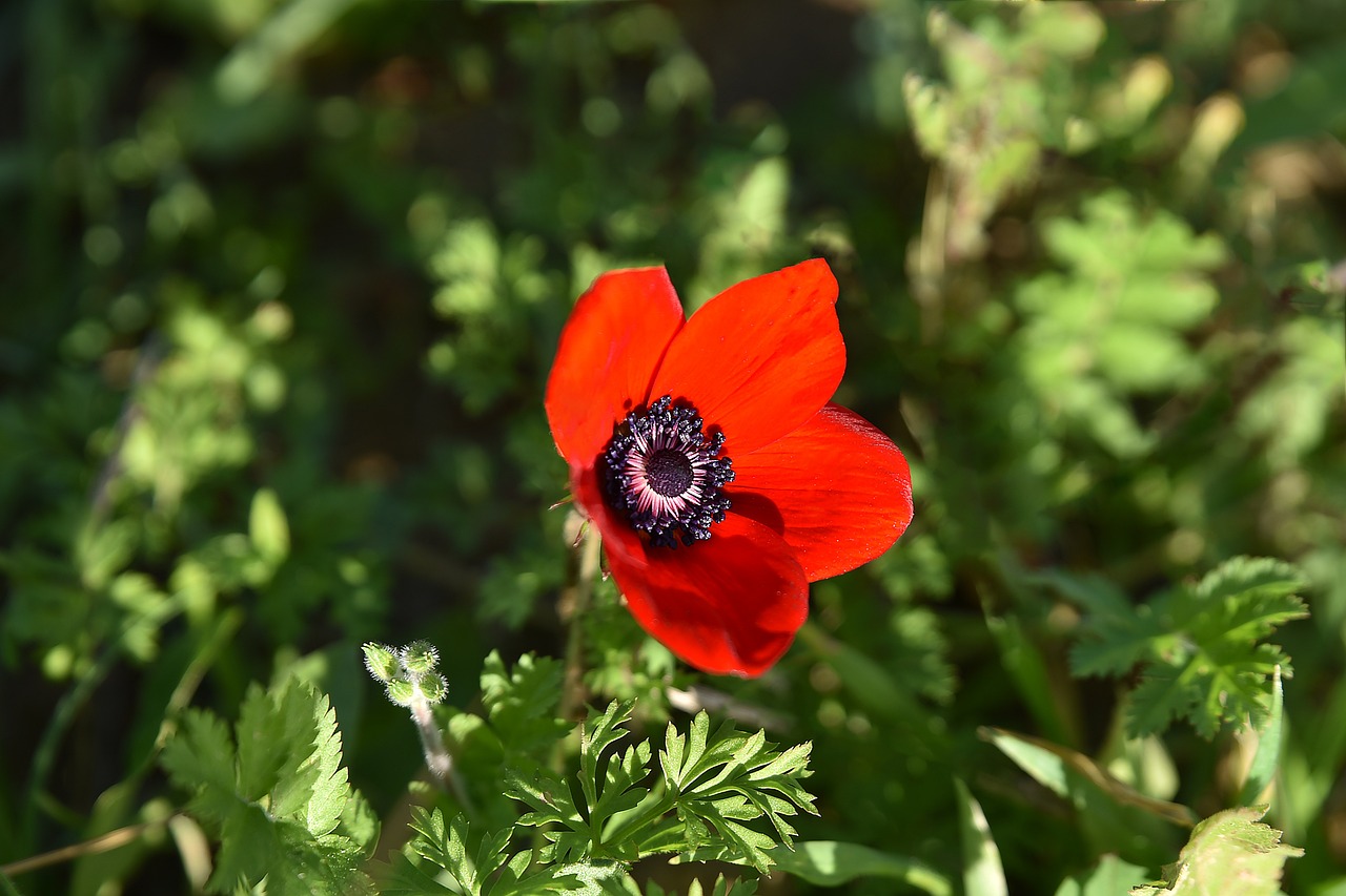 大慶市紅崗區聰晴花卉（大慶市紅崗區聰晴花卉店）