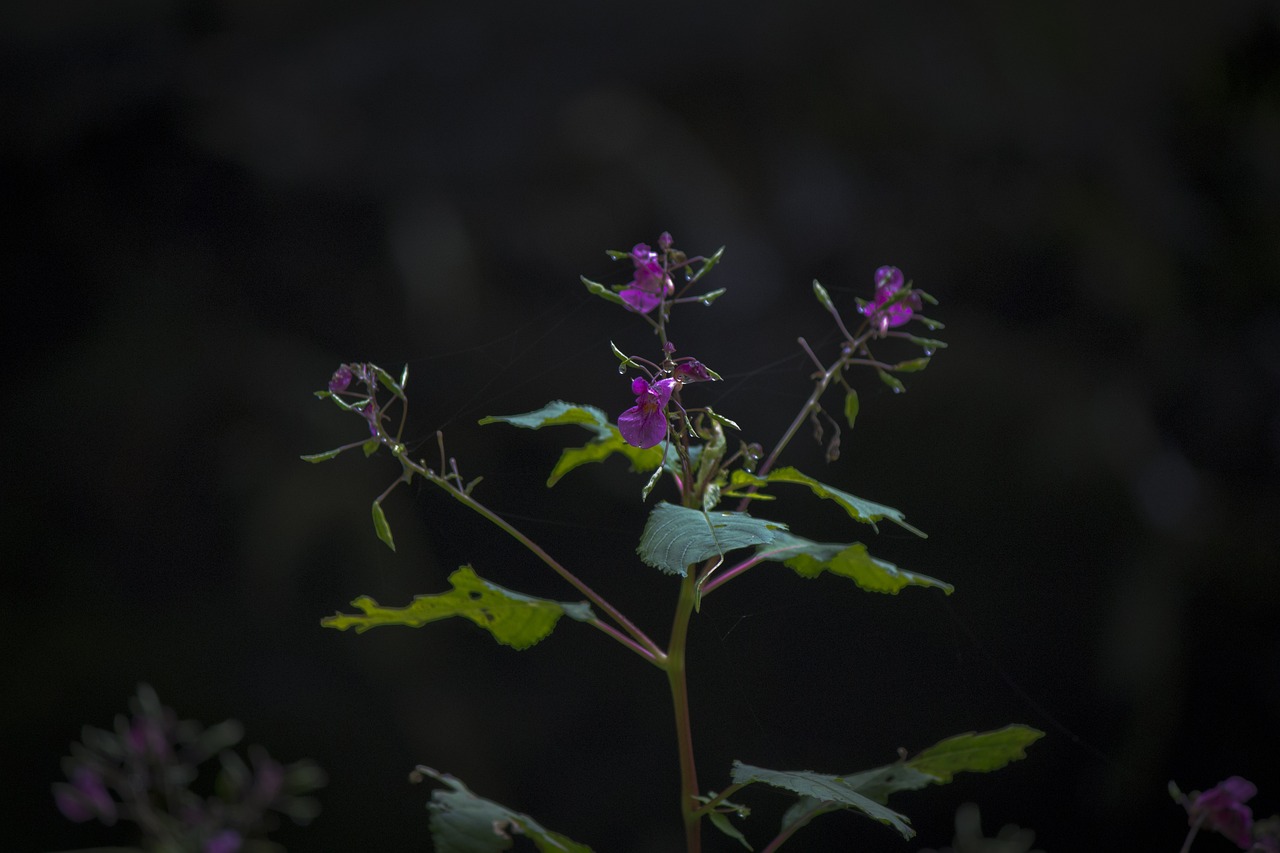 大慶市紅崗區聰晴花卉（大慶市紅崗區聰晴花卉店）