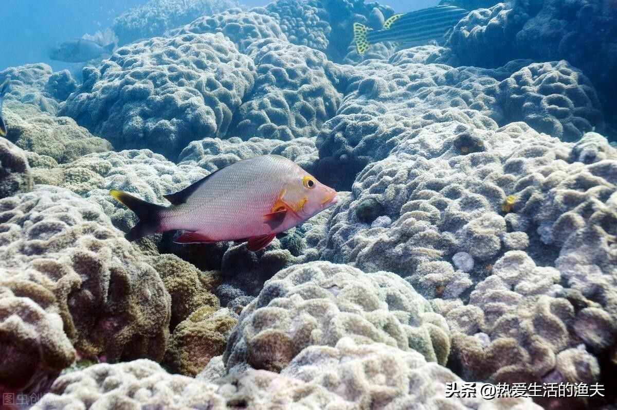 魚缸里的珊瑚臟了怎么處理：如何處理魚缸里珊瑚的臟問題