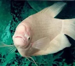 如何預防白子招財龍與混養魚沖突