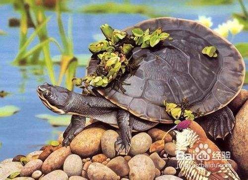 龍魚缸里養(yǎng)什么烏龜合適：如何在龍魚缸中養(yǎng)烏龜