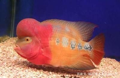 龍魚白色糞便是由多種因素引起的：龍魚白色糞便是什么原因引起的