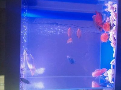 龍魚白色糞便是由多種因素引起的：龍魚白色糞便是什么原因引起的