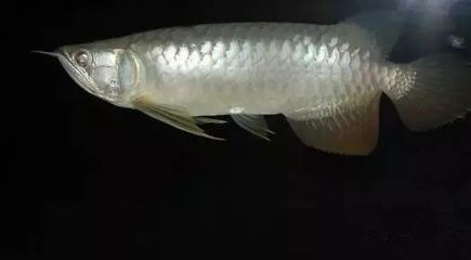 龍魚尾散了怎么辦：如何處理龍魚尾散