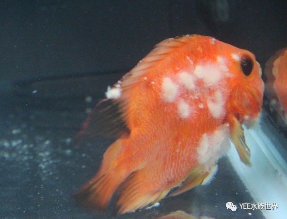 魚缸清潔技巧大揭秘魚缸清潔技巧大揭秘魚缸清潔技巧大揭秘：魚缸換水后出現菌絲怎么辦