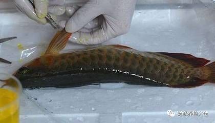 龍魚兜嘴手術怎么剪：龍魚兜嘴手術后如何預防感染龍魚兜嘴手術后的飲食調整