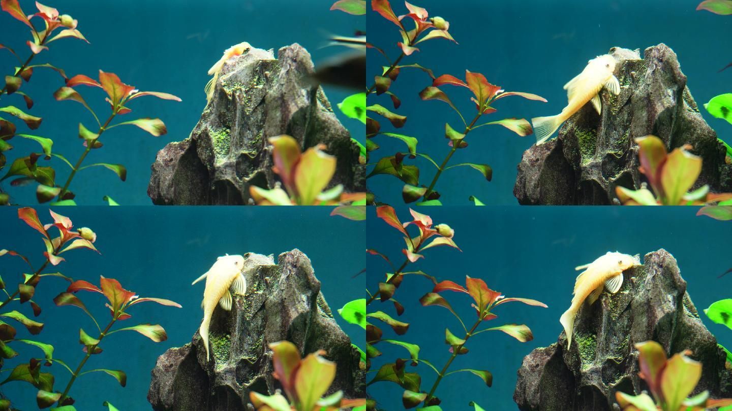 魚缸里海豚咬魚怎么辦：海豚咬魚怎么辦