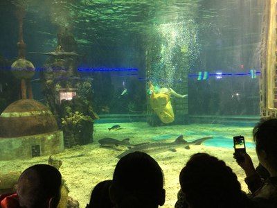 魚缸里海豚咬魚怎么辦：海豚咬魚怎么辦