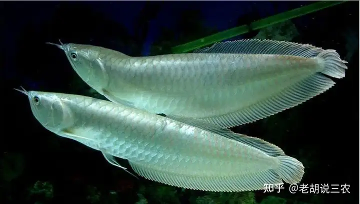 男子養3年的龍魚死亡，含淚清蒸后笑了，男子：30萬一條的魚好吃