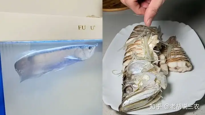 男子養3年的龍魚死亡，含淚清蒸后笑了，男子：30萬一條的魚好吃