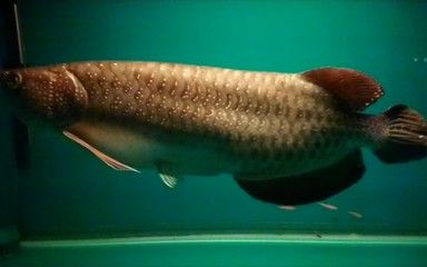 龍魚轉缸方法：龍魚新缸水質管理技巧，龍魚適應新環境的信號