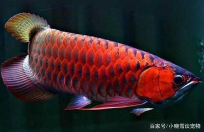 紅龍魚的食物選擇對紅龍魚的發色有著重要的影響：紅龍魚吃什么發色快