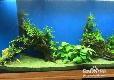 深圳市霸龍漁業(yè)有限公司（深圳市霸龍漁業(yè)有限公司招聘）