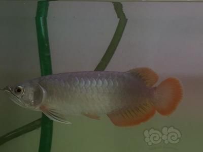 龍魚(yú)大湖魚(yú)發(fā)色效果如何（龍魚(yú)大湖魚(yú)發(fā)色效果如何龍魚(yú)發(fā)色效果如何）