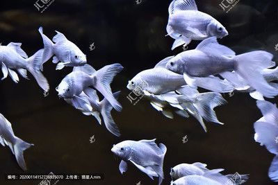 鄭州市惠濟區根喜水族館