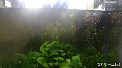 什么是彩蝶魚缸圖片：彩蝶魚缸與普通魚缸的區別，彩蝶魚缸的日常維護要點