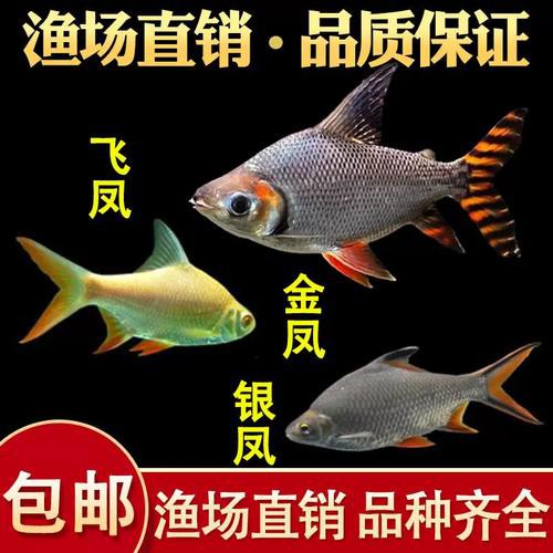 金龍魚跟飛鳳混養好嗎圖片