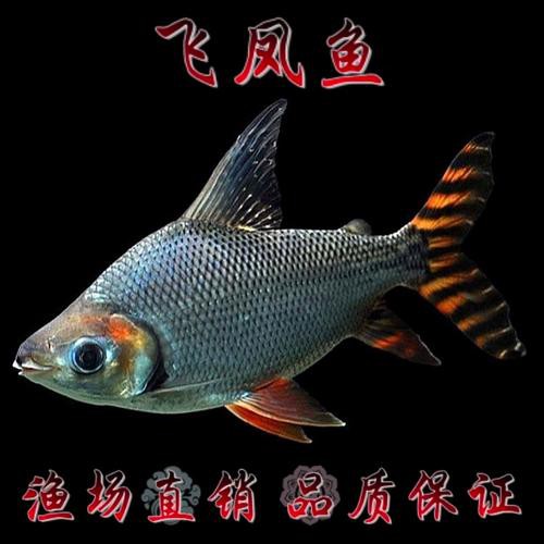 金龍魚跟飛鳳混養好嗎圖片