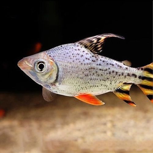 金龍魚跟飛鳳混養好嗎圖片