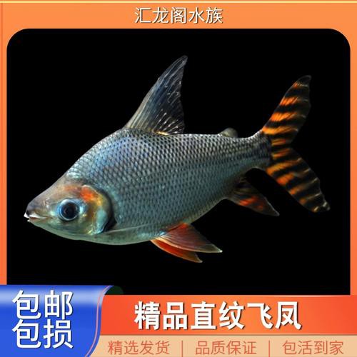 金龍魚跟飛鳳混養好嗎圖片