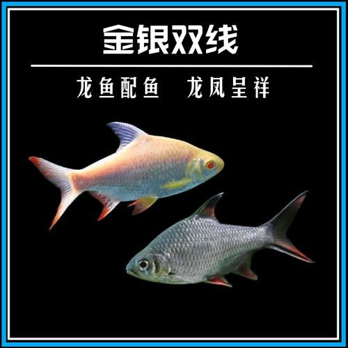 金龍魚跟飛鳳混養好嗎圖片