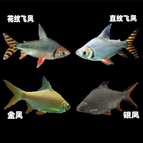 金龍魚跟飛鳳混養好嗎圖片